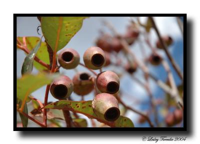 Gum Nuts.jpg