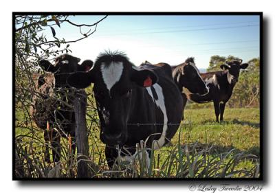 The-cow-stare-down.jpg