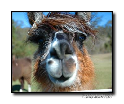 LLama-Eyes.jpg