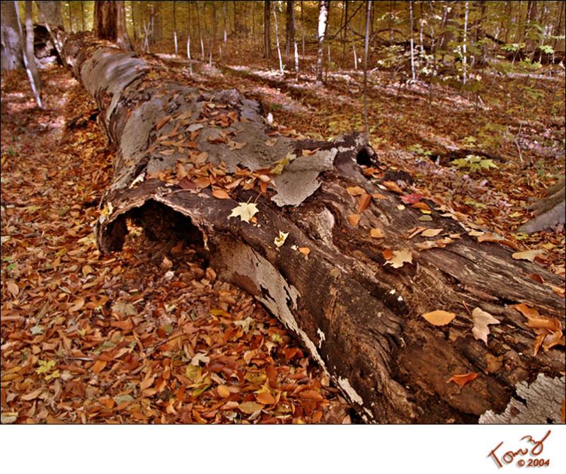 Warren Woods State Park   Log in the Forest