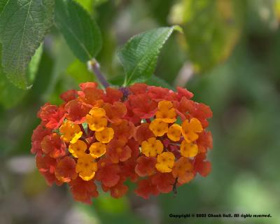 Lantana Camara