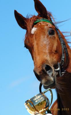 gettinglucky with the Melbourne Cup at the Alice springs races