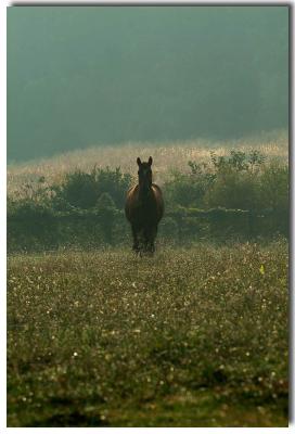 Landrum, South Carolina , USA ,  Born Free farm