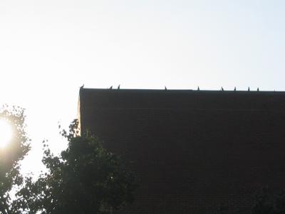 Birds atop hanes art center