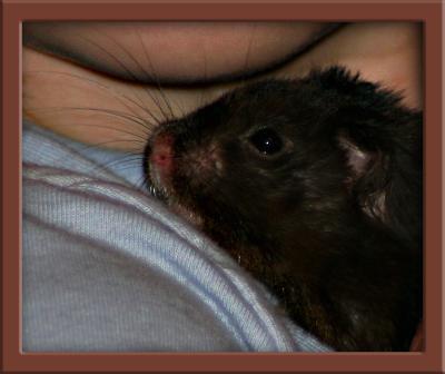 HAMSTER