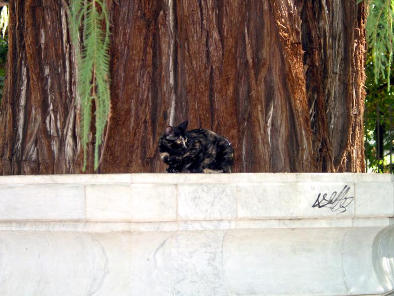 Seville Kitty