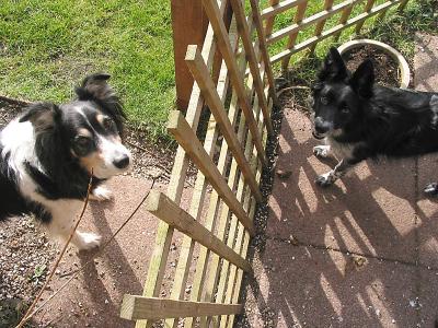 Dogs at the gate