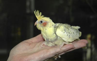 Sharon and Kay's Baby Cockatiel DSC_0004.jpg