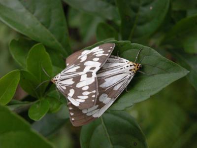 Mating-Moths.jpg