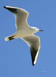 Une mouette profitant de la brise ctire