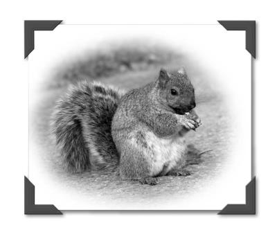 Squirrel_bw