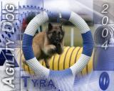 Tyra - Agility Dog
