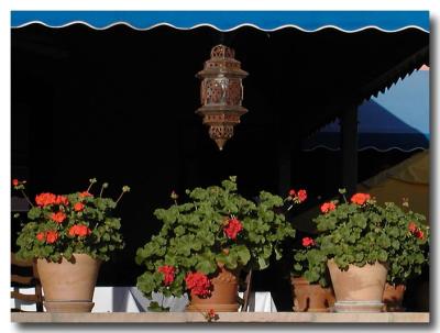3 Red Geraniums