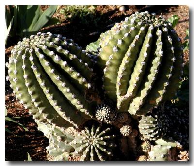 Cactus 2