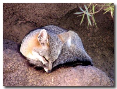 Sleepy Fox