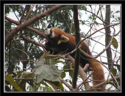 Red Panda