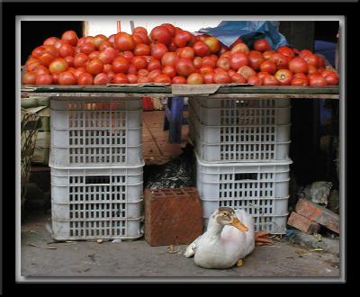 Tomatoes with Duck