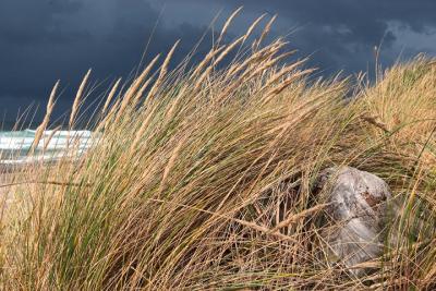 sea grass.jpg