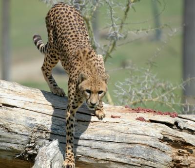Cheetah 036
