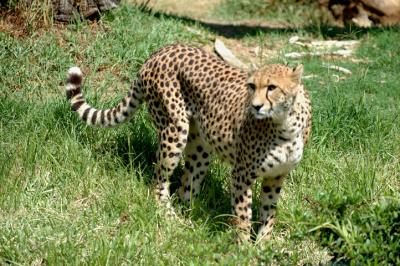 Cheetah 042