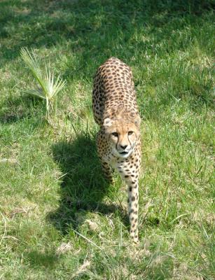 Cheetah 102