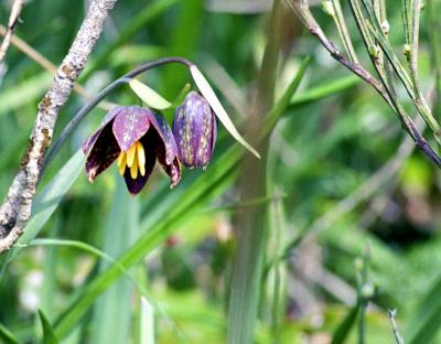 Chocolate Lily.