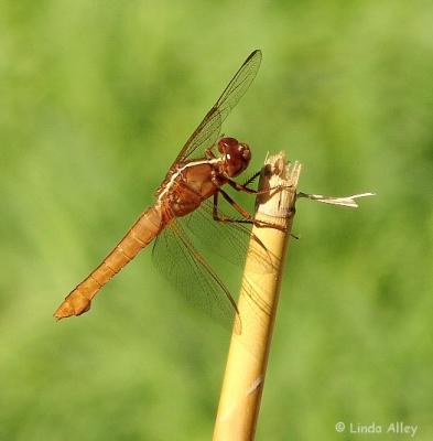 flame skimmer female