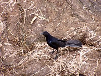 Boat Tailed Grackle Mobile 2003