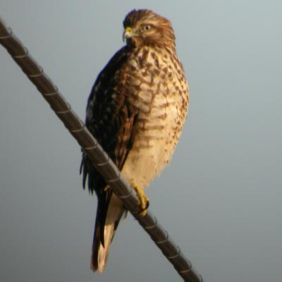 Red Shouldered Hawk - Juvenile