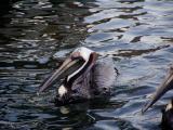 Brown Pelican  Dauphin Island April 11, 2004