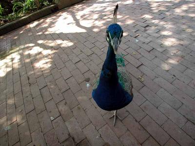 Friendly Peacock - Taken at the LA Arboretum, early fall 2003