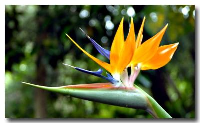 Bird of Paradise