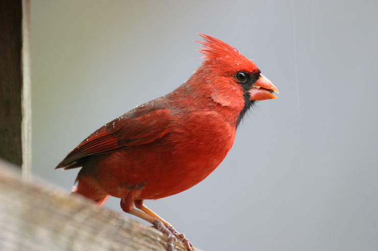 cardinal feeder.JPG