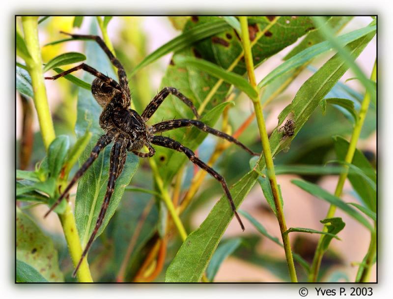 Dark fishing  Spider (Ugly MF)