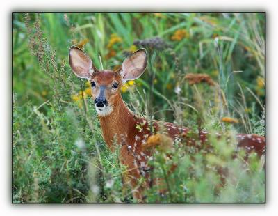 Bambi ...