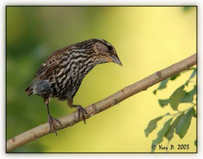 Bird on a stick ...