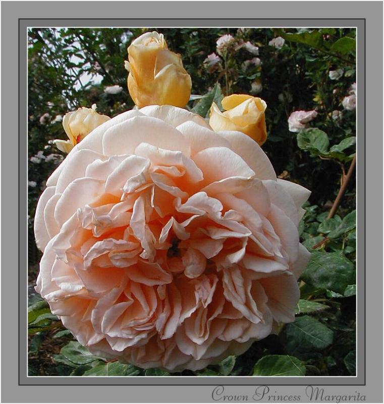 Crown Princess Margarita
