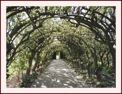 Under the pleached pear-walk
