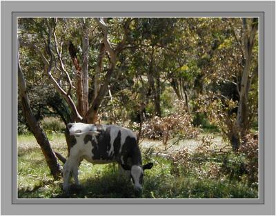 Black  white calf