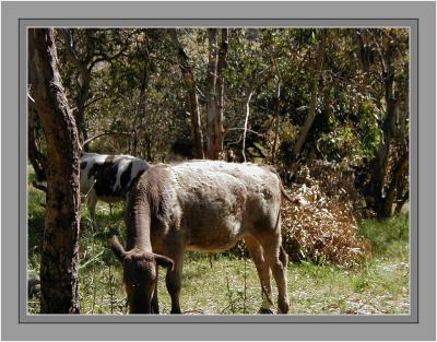 Two calves