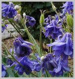 Blue aquilegia.