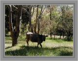 Brown calf