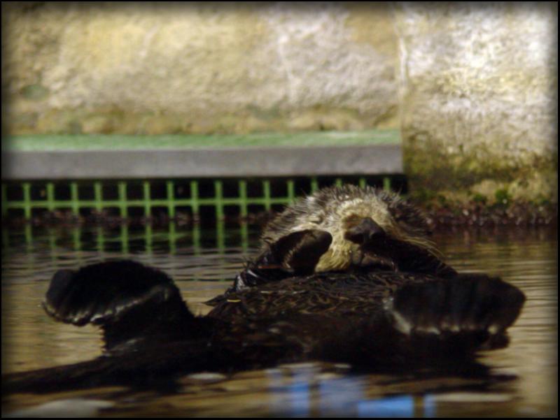 Sea Otter