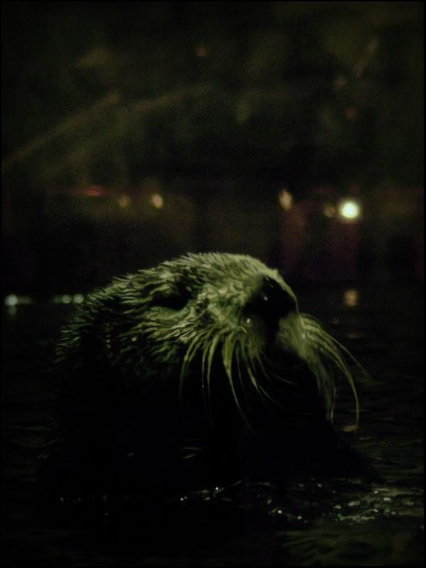 Sea Otter