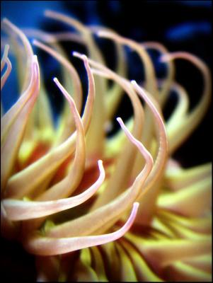 20041122 / A for Anenome