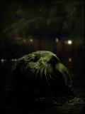 Sea Otter