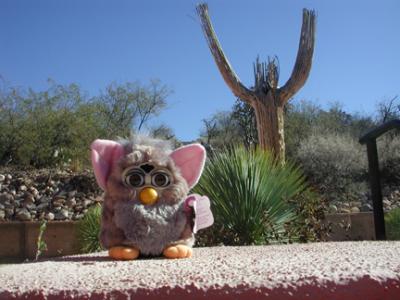 Furby at Rex Ranch