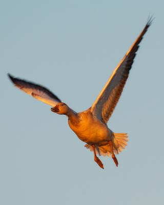 DC004371-M5x4.jpg