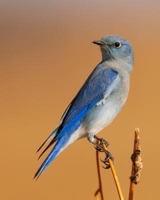 DH016601-M5x4.jpg