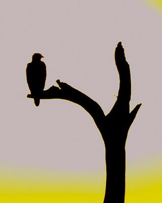 DH017349-M5x4.jpg